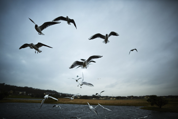 Premium photographer example: Flock of seagulls flying near lake in Ireland