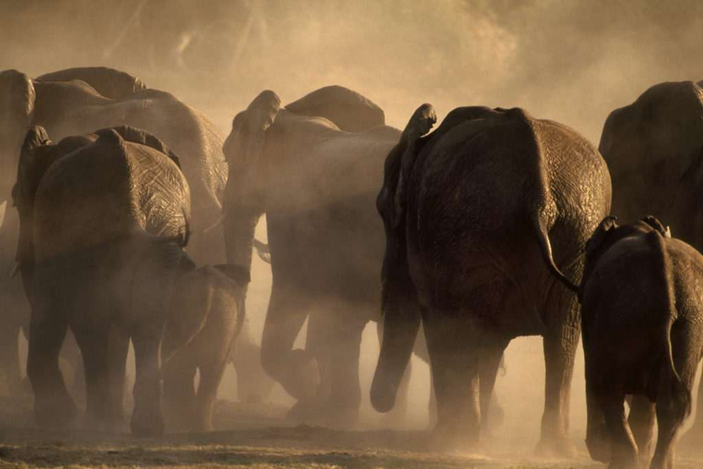 Frans Lanting, Elephants, on the move, Africa