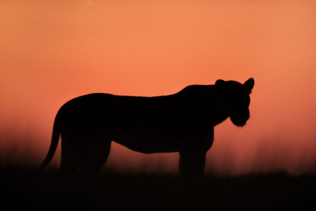 Frans Lanting, big cat, predatory cat, Botswana, Africa