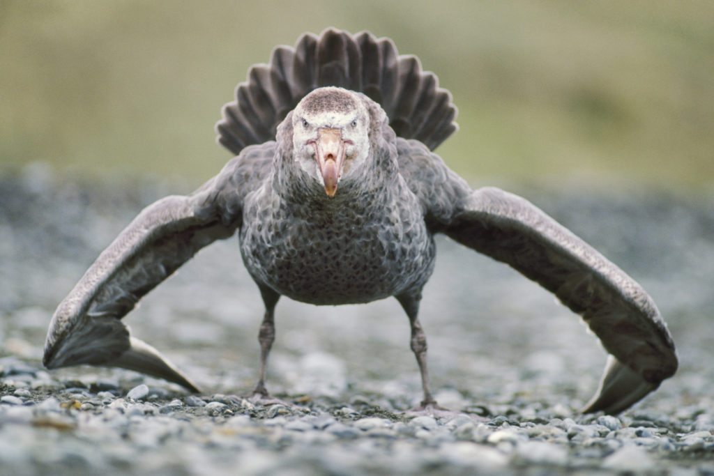 Frans Lanting, southern giant petrel showing aggression,macronectes giganteus,south-georgia island