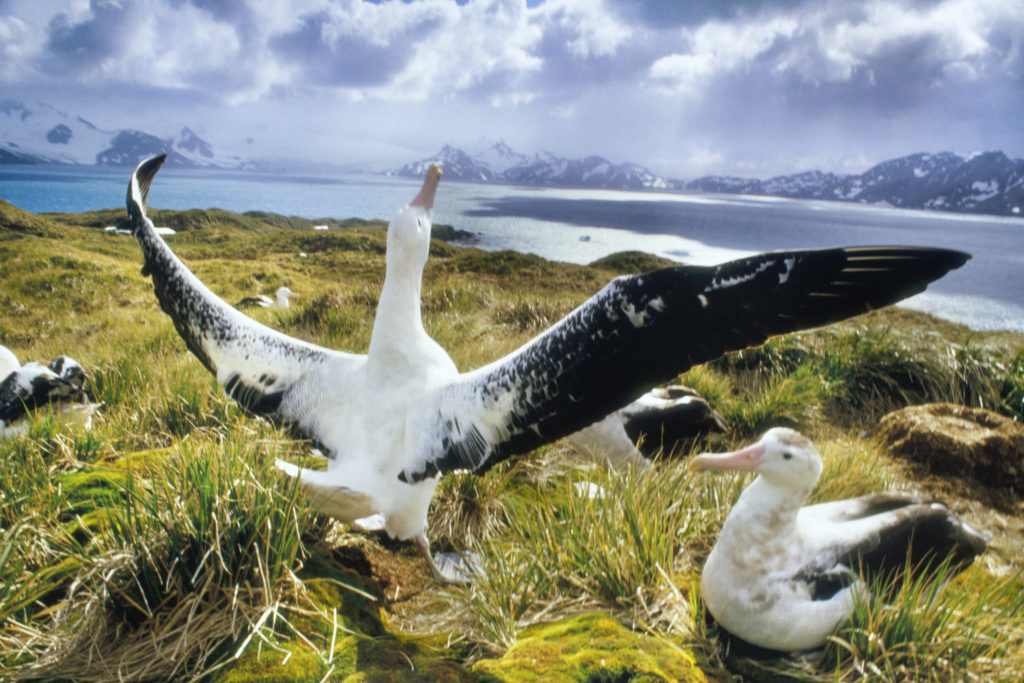 Frans Lanting, animal, bird, horizontal, outdoor, Albatros, South America