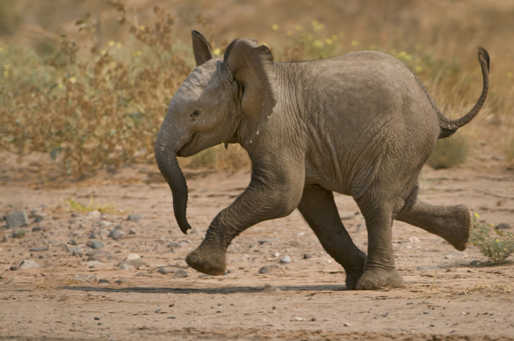 Frans Lanting, animal, mammal, africa, elephant, Namibia