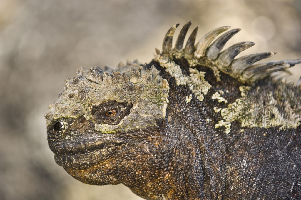 Frans Lanting, macro, close up, amblyrhynchus cristatus, marine iguana, Galapagos Islands, 