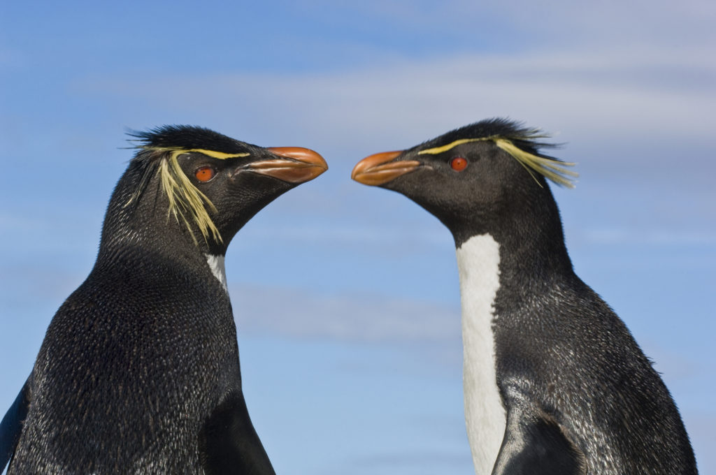 Frans Lanting, eudyptes chrysocome, Pinguin, Felsenpinguin, Südamerika