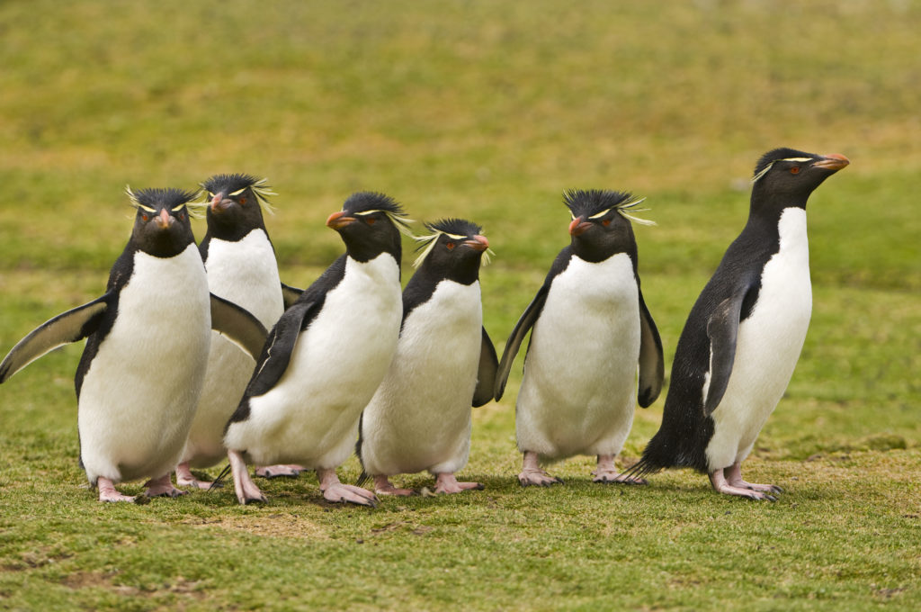 Frans Lanting, group, walking, cool, eudyptes chrysocome, penguin, rockhopper penguin, South America