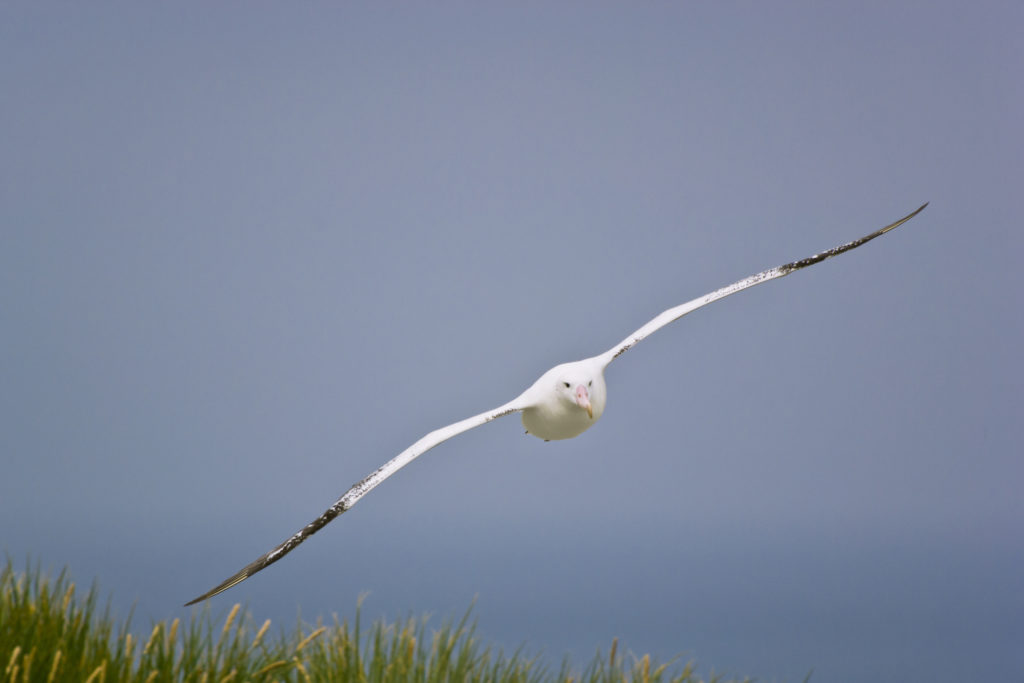 Frans Lanting, tier, vogel, horizontal, outdoor, freiluft, Albatros, Südamerika