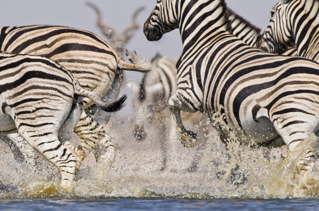 Frans Lanting, Zebras, Wasserloch, Aufregung, Flucht