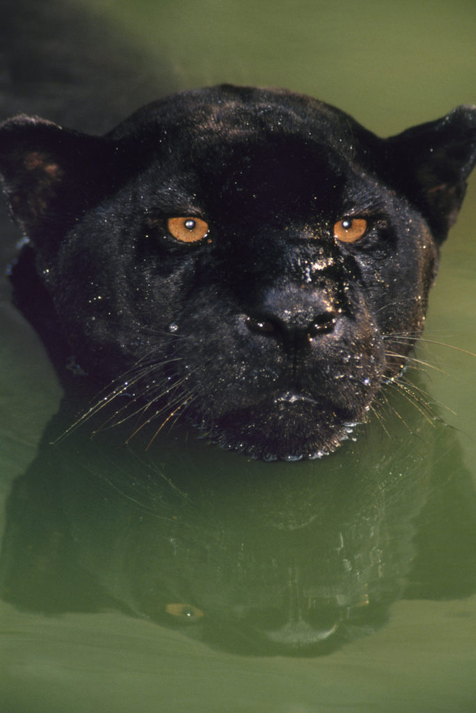 Frans Lanting, big cat, predatory cat, swimming, macro, close up, black panther