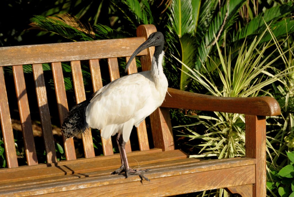 park, Sydney, Australian White Ibis, summer, Australia