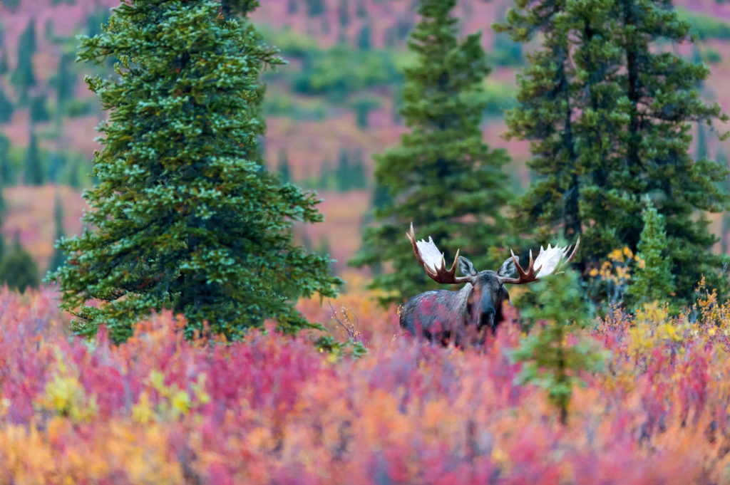 Elch, Herbst, Farben, Alaska, USA, Park