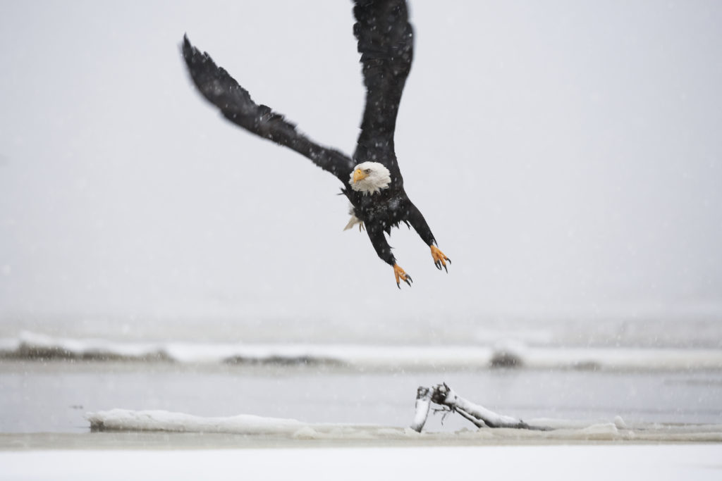 Seeadler, Alaska, Strand, Anflug, Freiheit