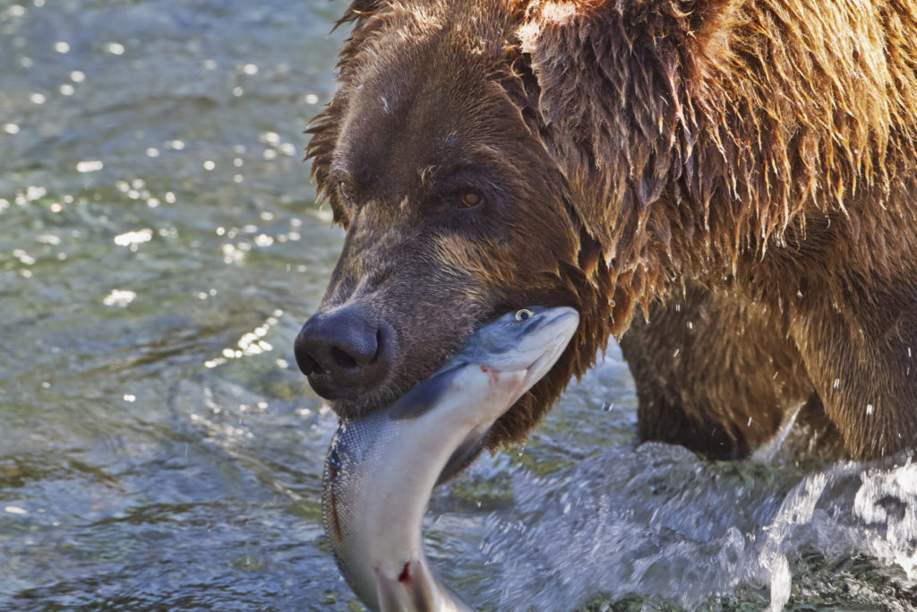 Bear, salmon, catch, river, Alaska Stock, USA