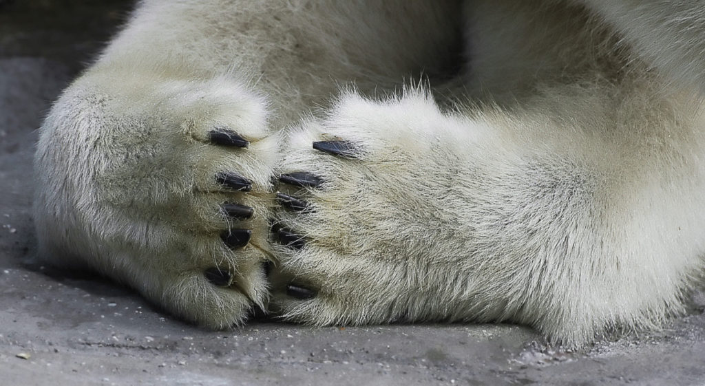 paws, polar bear