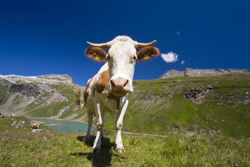 Cows, meadow, Bergsee, Grossglockner High Alpine Road, Nationalpark High Tauern, Carinthia, Austria, Imagebroker