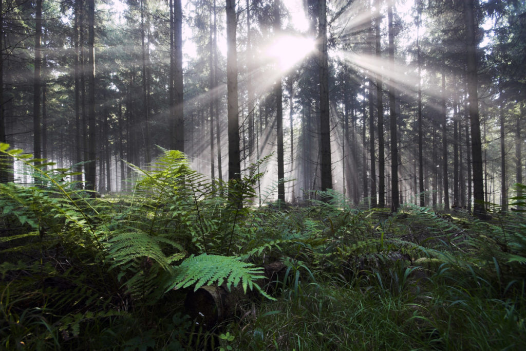 Fern, back light, forest, Imagebroker