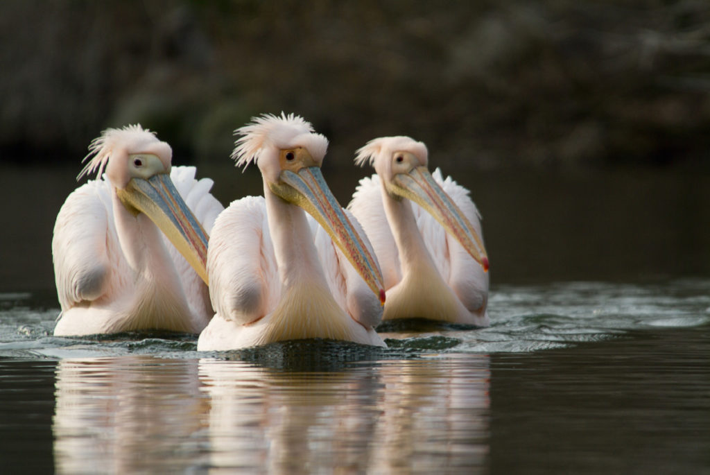 Rosapelikane, Pelecanus onocrotalus, Keilformation, Mannheim, Baden-Württemberg, Deutschland, Europa, imageBROKER