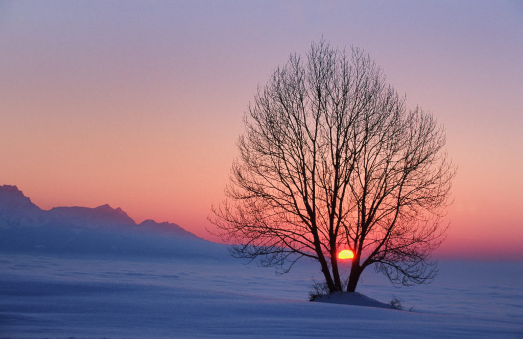 Baumsilhouette, Sonnenuntergang, Zugerberg, Nebelmeer, Zentralschweiz, Zug, Schweiz, Europa, imageBROKER