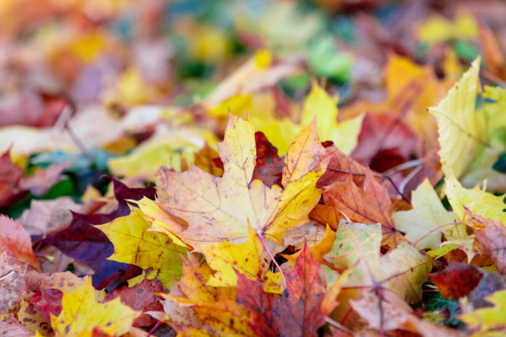 Natural autumn pattern background autumn colours stock photos Royalty free royalty free panthermedia